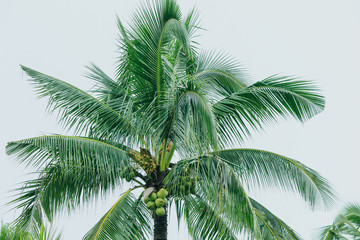 Fototapeta na wymiar Closeup coconut leaves Background Beautiful motifs of the petiole