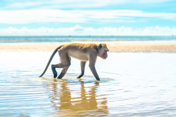 Monkeys on the tropical beach with blue sky background at Huahin, Thailand