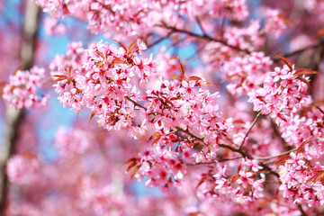 Wild Himalayan Cherry Blossoms in spring season (Prunus cerasoides), Sakura in Thailand, selective focus, Phu Lom Lo, Loei, Thailand.