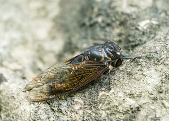 Cicada isolated on Green background