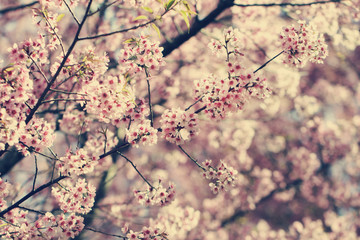 Wild Himalayan Cherry Blossoms in spring season (Prunus cerasoides), Sakura in Thailand, selective focus, Phu Lom Lo, Loei, Thailand.