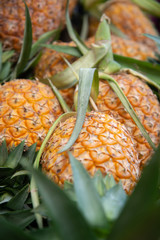 pineapple from farm