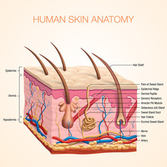 Human Body skin anatomy vector illustration with parts vein artery hair sweat gland epidermis dermis and hypodermis