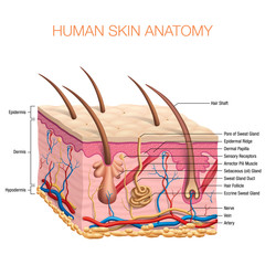 Human Skin Anatomy vector illustration isolated background