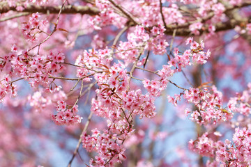 Wild Himalayan Cherry Blossoms in spring season (Prunus cerasoides), Sakura in Thailand, selective focus