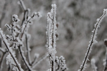 Frost