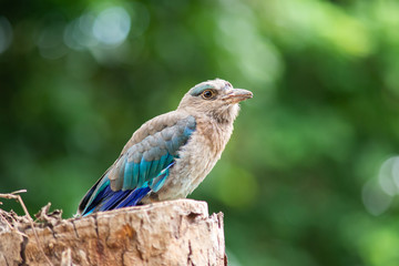 Indian-roller