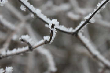 Frost