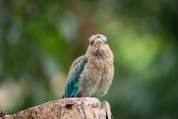 Indian-roller