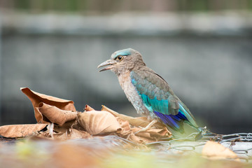 Indian-roller
