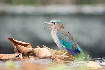 Indian-roller