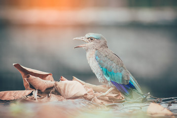 Indian-roller