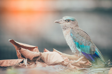 Indian-roller