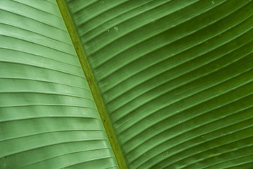 Leaf green