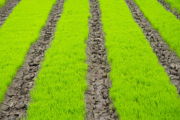 young rice are growing in the field in thailand