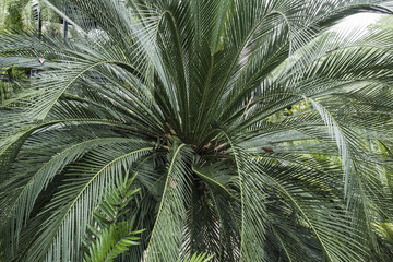 Obraz na płótnie Canvas Leaf palm green