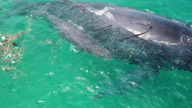humpback whale with newborn calf swimming in a patch of sea trash in the islands near panama.