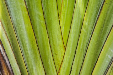 Leaf palm green