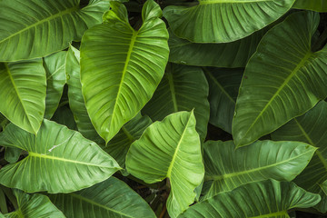 caladium leaf, leaf green