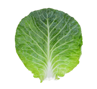fresh green pointed cabbage leaf isolated on white background,top view