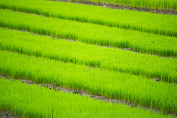 young rice are growing in the field in thailand