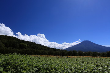 だんだんに咲き始めたひまわり畑