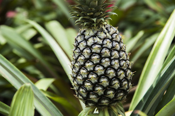 Fototapeta premium green pineapples