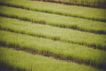 young rice are growing in the field in thailand
