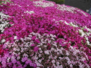 Obraz premium 芝桜