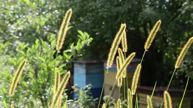 Summer is in the apiary.
Video was filmed in the evening sun, against the light