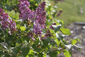 Lilacs