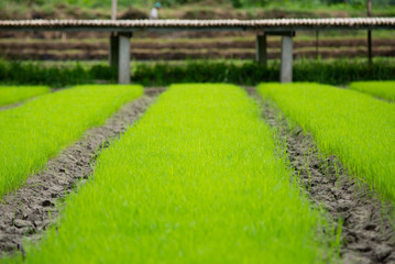 young rice are growing in the field in thailand