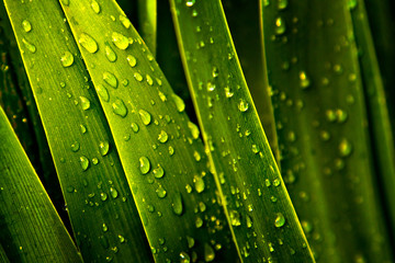 leaves droplets