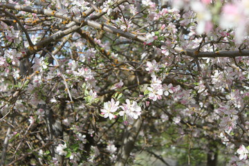 Apple and Pear Blossoms