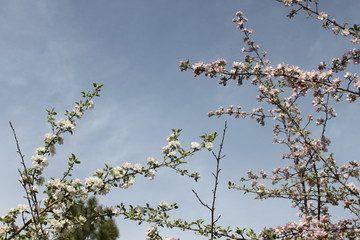 Apple and Pear Blossoms
