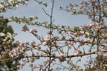 Apple and Pear Blossoms