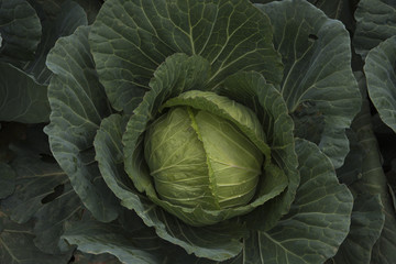 Obraz premium cabbage farm at Phutabberk mountain, Phetchabun, Thailand