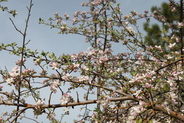 Apple Blossoms