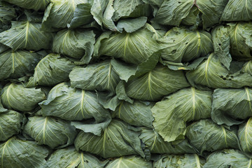 Fototapeta na wymiar cabbage farm at Phutabberk mountain, Phetchabun, Thailand
