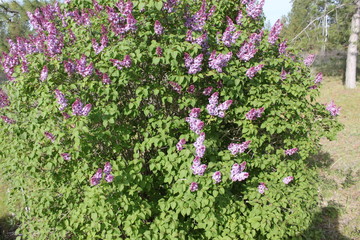 Lilacs