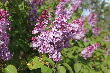 Fototapeta na wymiar Blooming Lilacs