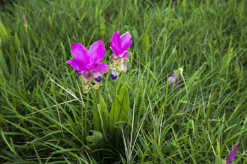 Fototapeta premium Krajiao flower,Siam Tulip at Pa Hin Ngam is a national park in Chaiyaphum Province, Thailand
