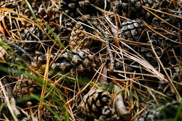 Brown pine cones in the forest