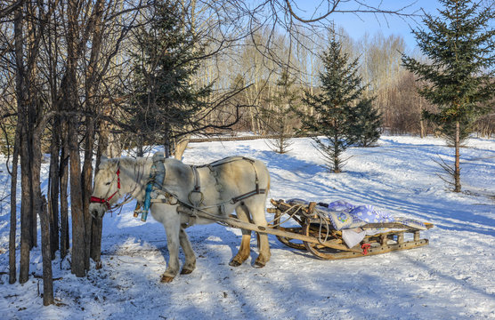 Horse cart running on snow road