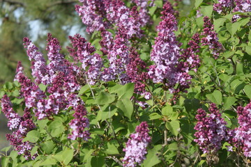 Obraz premium Blooming Lilacs