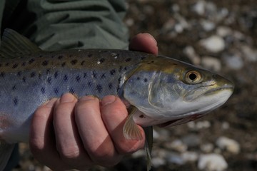 knapp maßiger Fisch ca, 40 cm große Meerforelle, Konzept catch & release, zurücksetzen verboten, entnehmen, Tierschutz