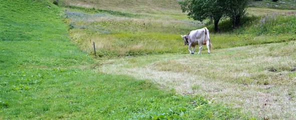 Obraz premium Eine Kuh auf einer Wiese