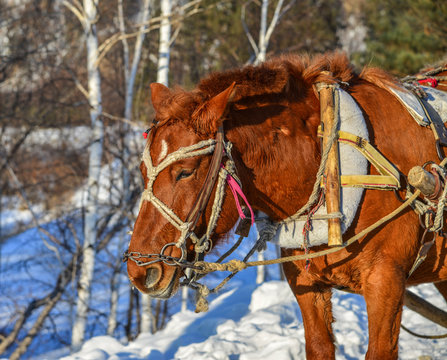 Horse cart running on snow road