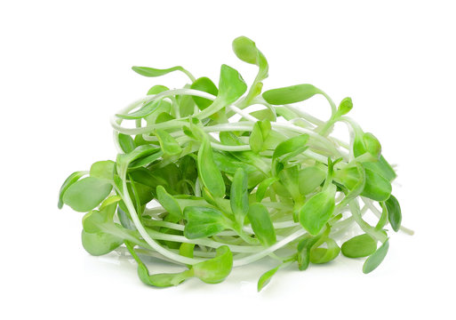 fresh green young sunflower sprouts isolated on white background