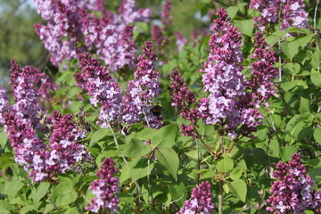 Fototapeta na wymiar Blooming Lilacs